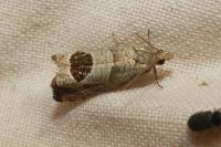 Notocelia uddmanniana