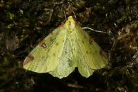 Opisthograptis luteolata