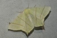Ourapteryx sambucaria