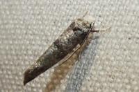 Paraswammerdamia nebulella