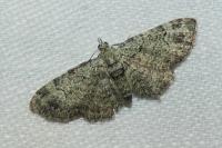 Pasiphila rectangulata