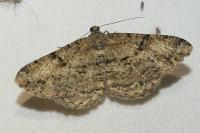 Peribatodes rhomboidaria