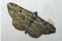 Peribatodes rhomboidaria