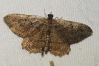 Philereme transversata