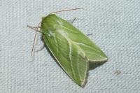 Pseudoips prasinanus