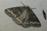 Pseudoterpna coronillaria