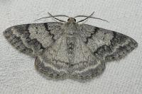 Pseudoterpna coronillaria