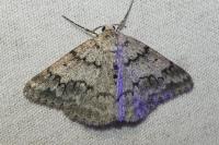 Pseudoterpna coronillaria