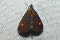 Pyrausta aurata