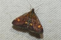 Pyrausta aurata