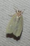 Tortrix viridana