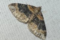 Xanthorhoe ferrugata