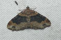 Xanthorhoe ferrugata