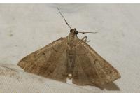 Zanclognatha lunalis