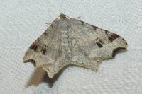 Macaria alternata