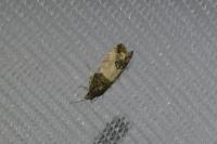 Spilonota ocellana