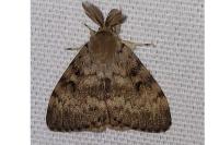 Lymantria dispar