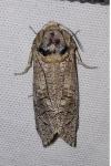 Cossus cossus