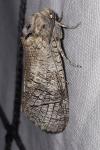 Cossus cossus