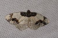 Ligdia adustata