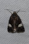 Tyta luctuosa