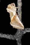 Habrosyne pyritoides