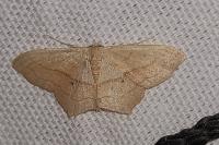 Scopula imitaria