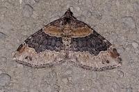 Xanthorhoe spadicearia