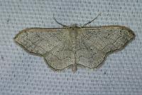 Idaea aversata