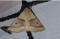 Crocallis elinguaria