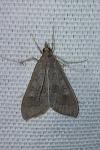 Mecyna asinalis
