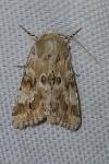 Eremobia ochroleuca