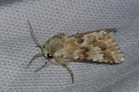 Eremobia ochroleuca