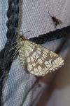Chiasmia clathrata