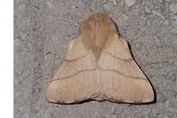 Malacosoma neustria