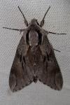 Hyloicus pinastri