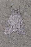 Acronicta aceris