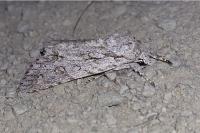 Acronicta aceris