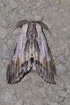 Harpyia milhauseri