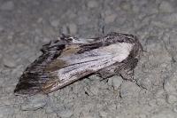 Harpyia milhauseri