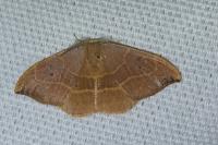 Watsonalla binaria