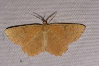 Angerona prunaria