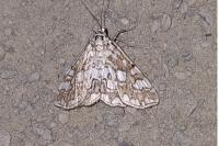 Elophila nymphaeata