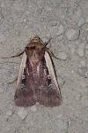 Ochropleura plecta