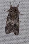 Drymonia querna