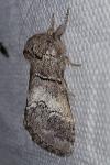 Drymonia querna
