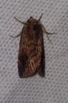 Cosmia pyralina