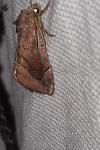 Cosmia pyralina