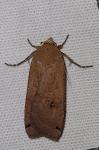 Noctua pronuba