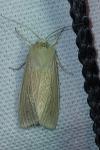 Mythimna pallens